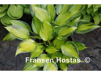 Hosta 